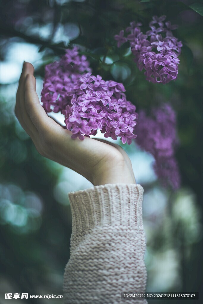 丁香花