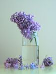 玻璃瓶里的丁香花