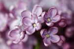 丁香花