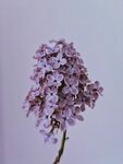 丁香花
