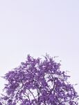 丁香花树