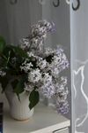 丁香花