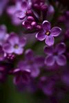 丁香花