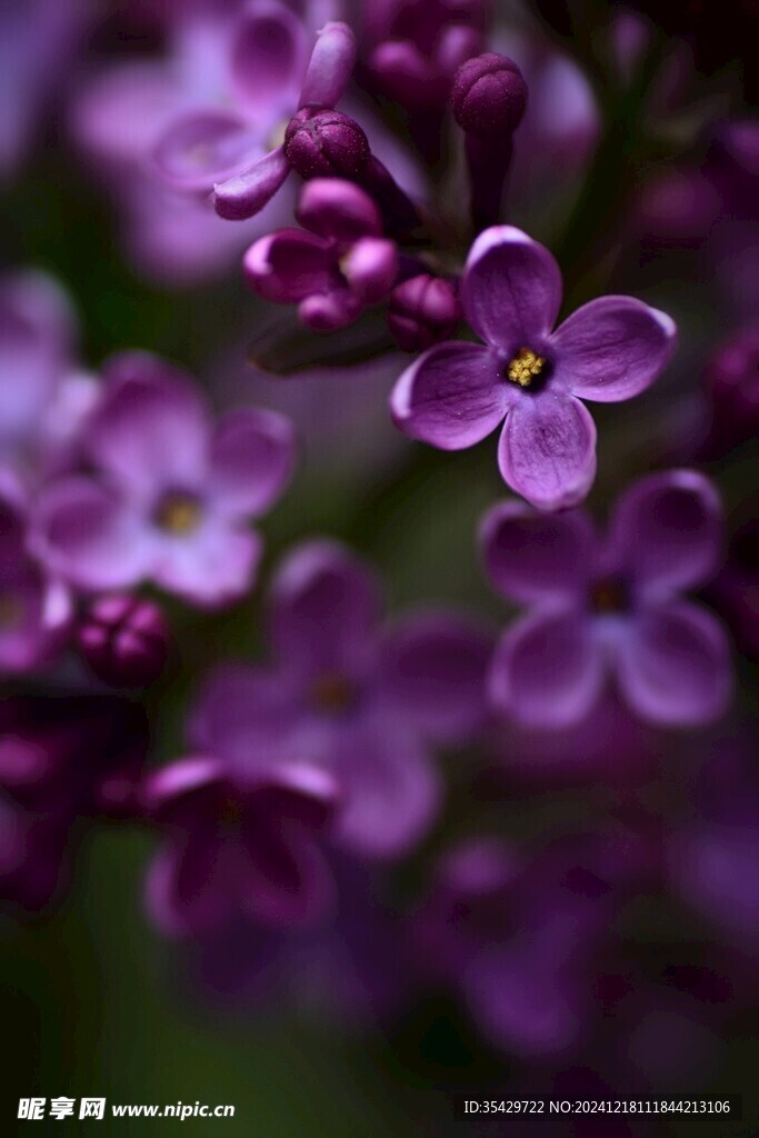 丁香花