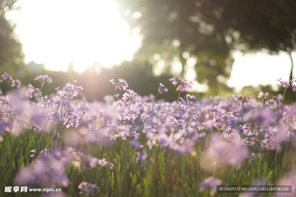 丁香花