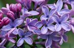 丁香花