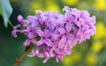 丁香花