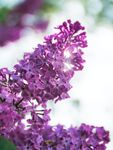 丁香花
