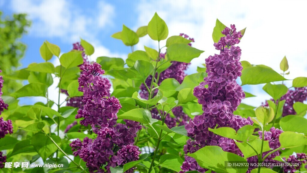 丁香花