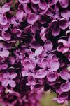 丁香花
