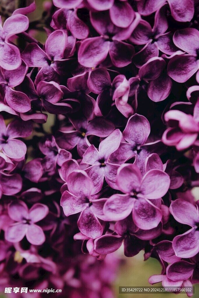 丁香花