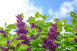 丁香花