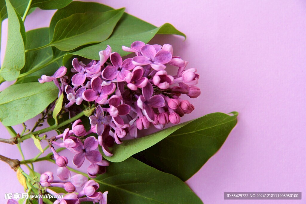 丁香花