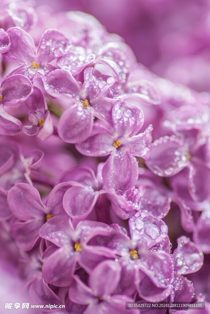 丁香花