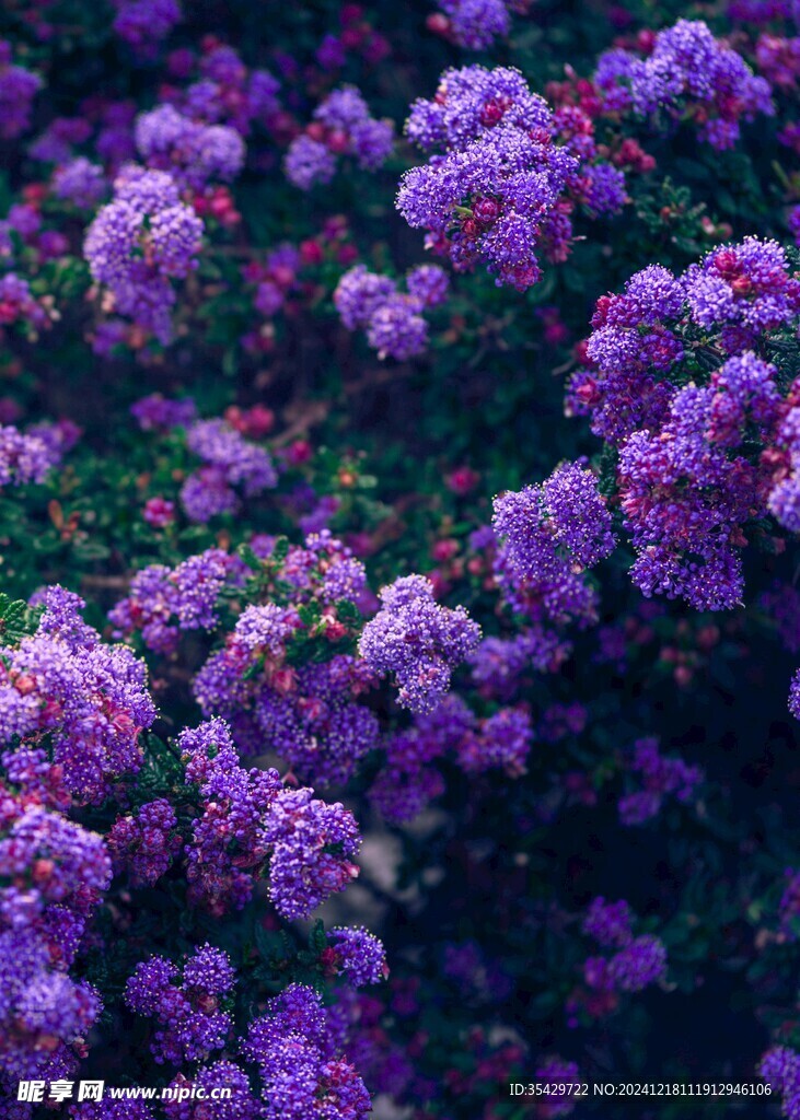丁香花