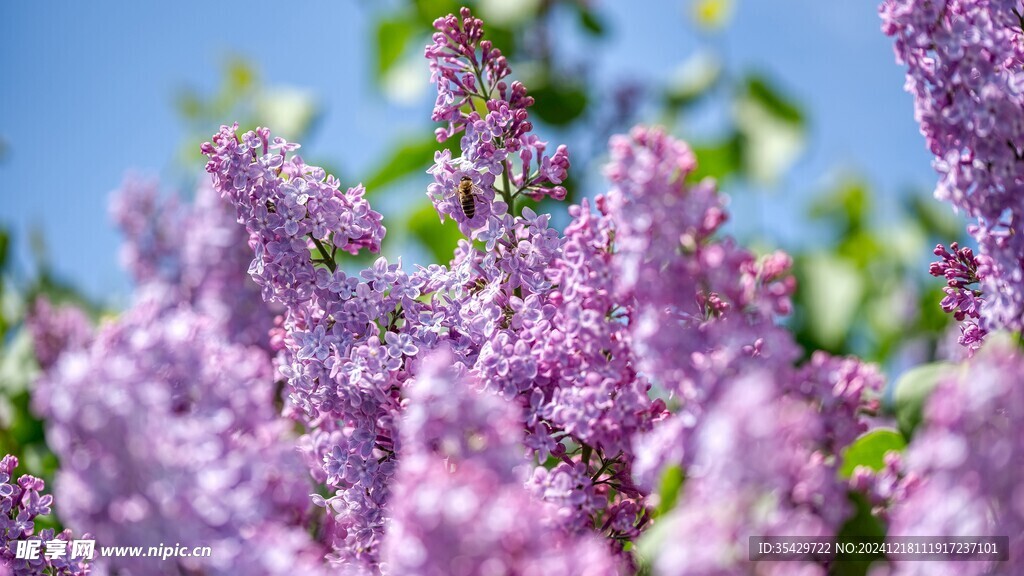 丁香花