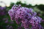 丁香花
