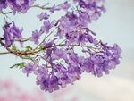 丁香花
