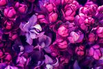 丁香花