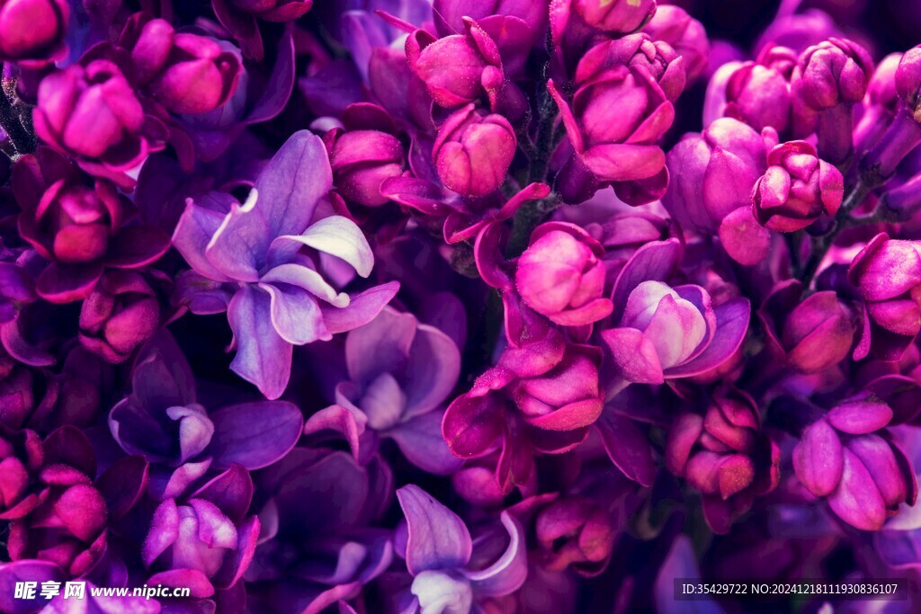 丁香花