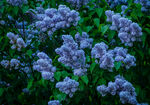 丁香花