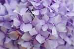 丁香花