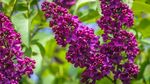 丁香花