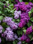丁香花
