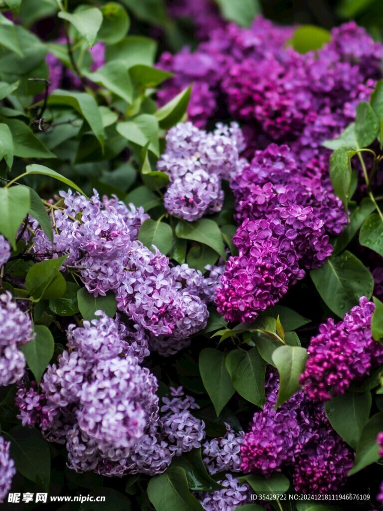 丁香花