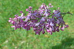 丁香花