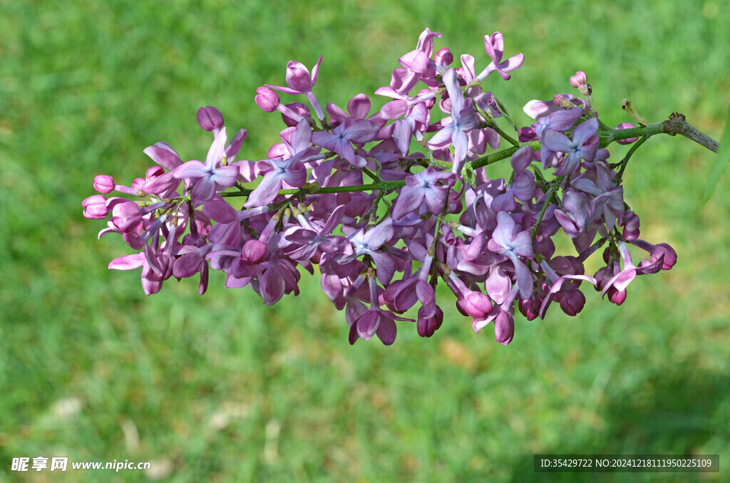 丁香花