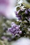 丁香花