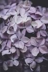 丁香花