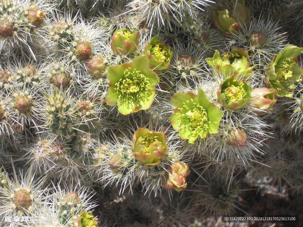 开花的仙人球