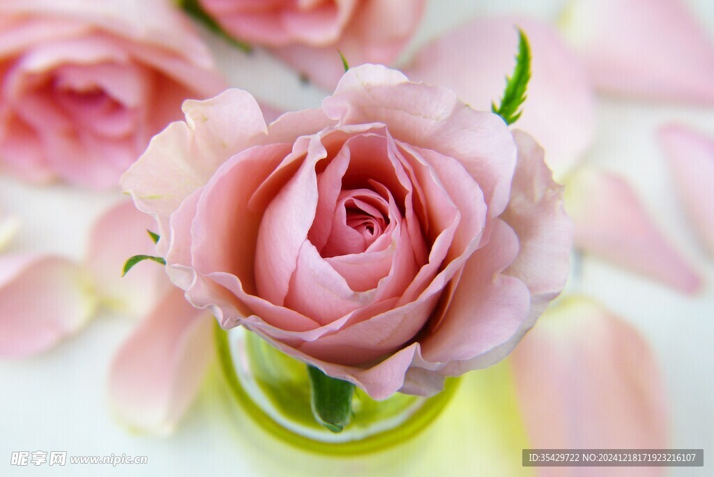 玫瑰花