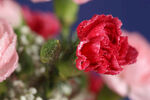 玫瑰花