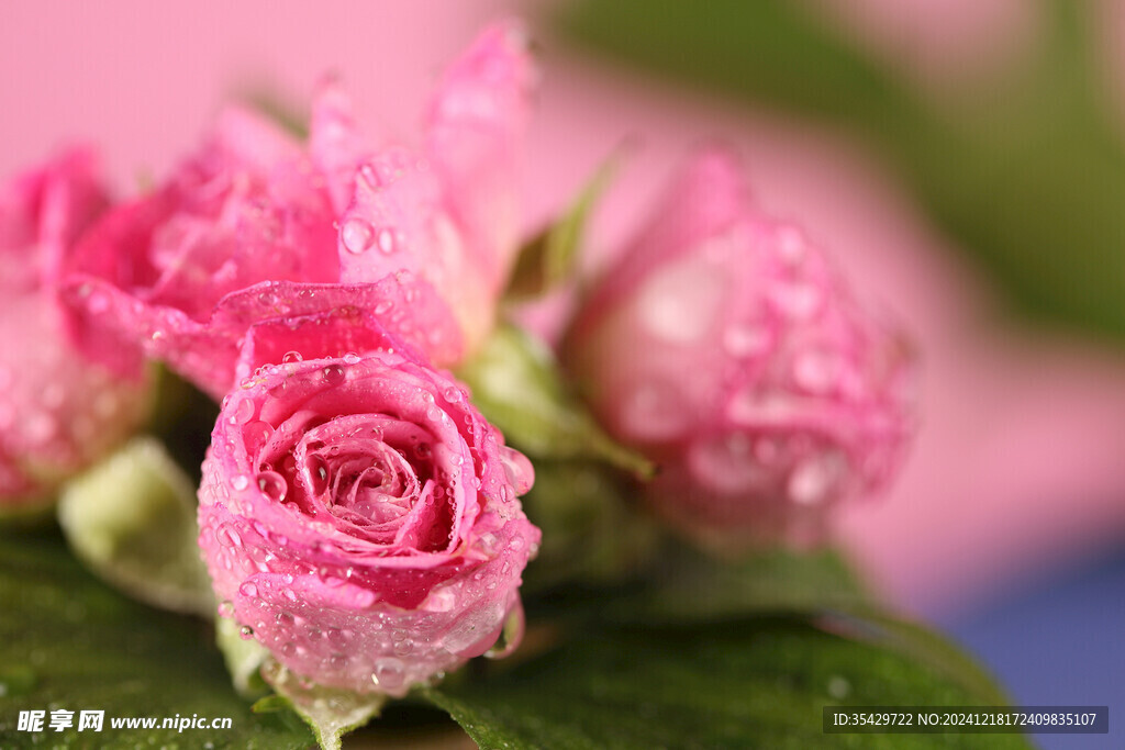 玫瑰花