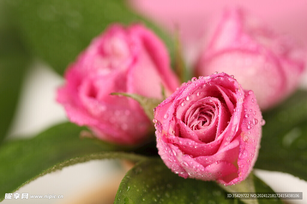 玫瑰花