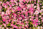 玫瑰花