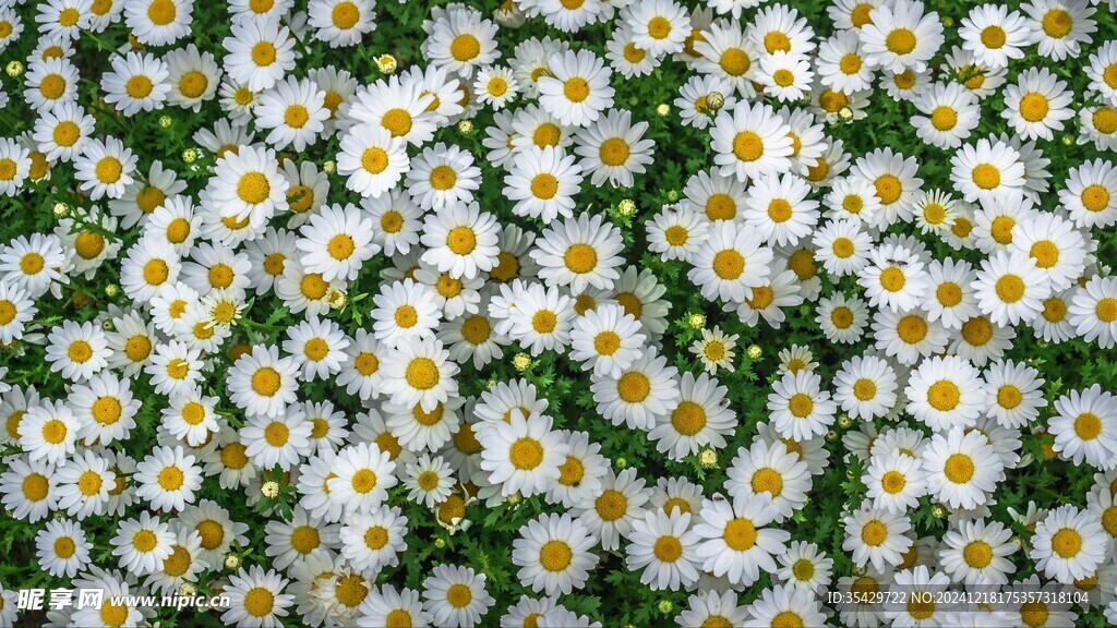 黄春菊