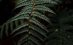 蕨类植物叶子