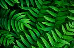 蕨类植物叶子