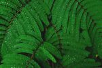 蕨类植物叶子