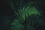 蕨类植物叶子