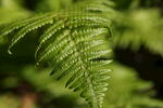 蕨类植物叶子