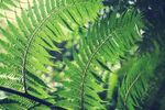 蕨类植物叶子