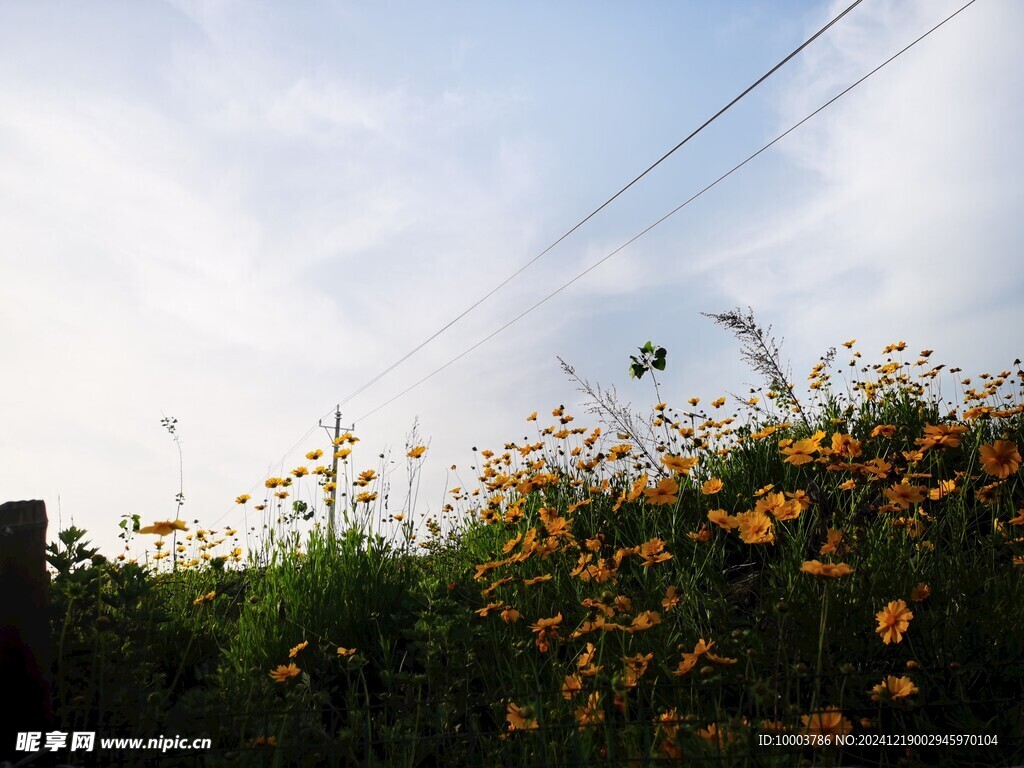 天空小花