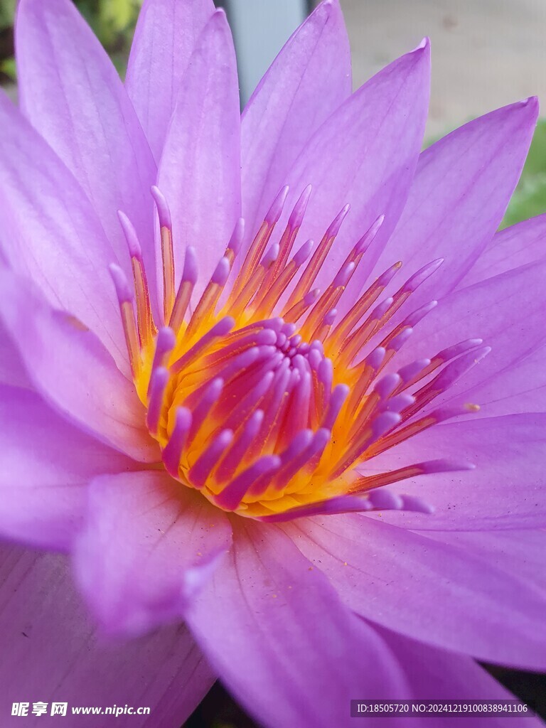 莲花