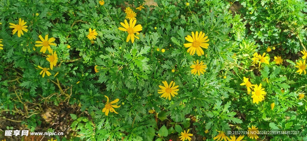 马来西亚槟城升旗山花圃