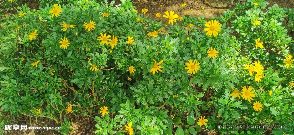 马来西亚槟城升旗山花圃